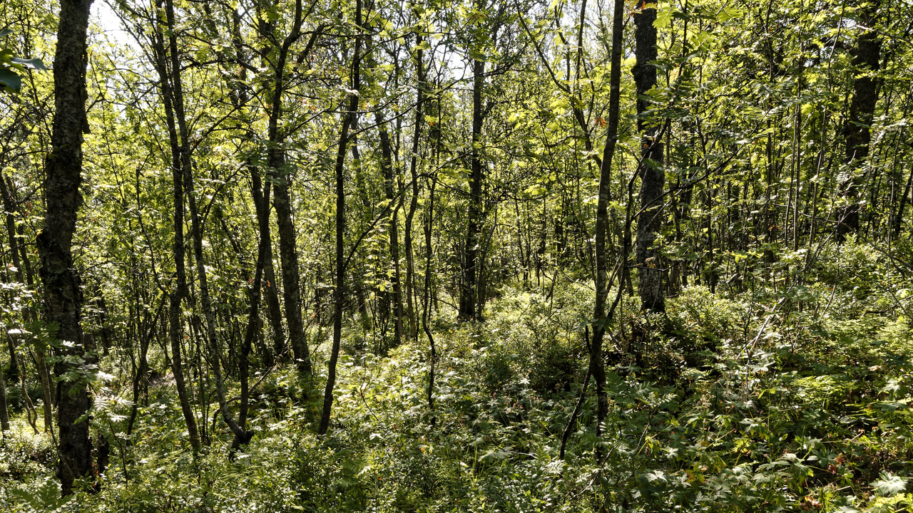 20230731 093019•Tromso•Troms og Finnmark•Norway